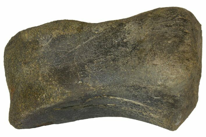 Fossil Ceratopsian (Achelosaur) Toe Bone with Stand - Montana #148803